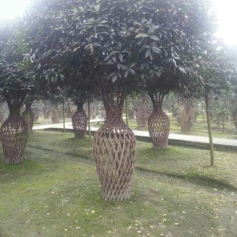 十公分桂花树最新价格分析与市场行情探讨