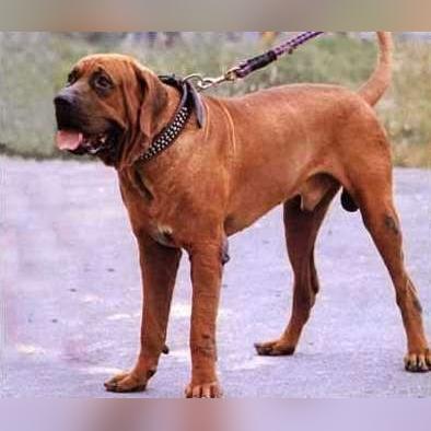 世界十大凶犬最新榜单，震撼排名揭秘