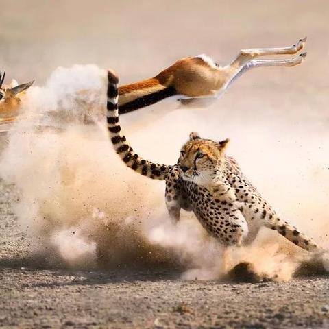 BGG最新数据分析报告，行业新动向与趋势预测