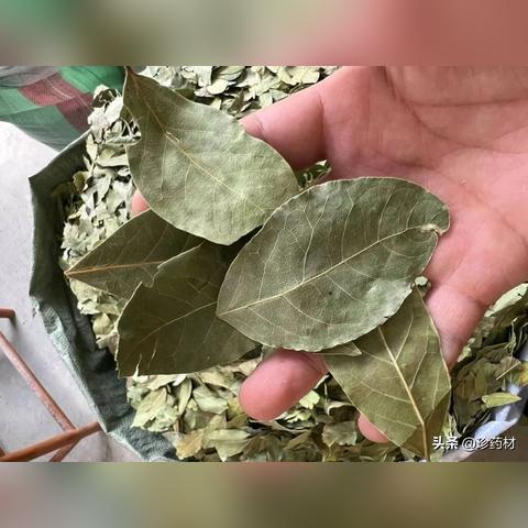 川芎行情最新动态，市场行情深度解析