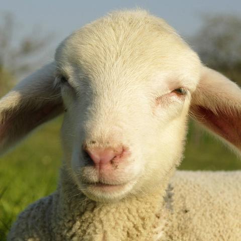 最新污语现象揭秘，数据背后的真相与影响探究