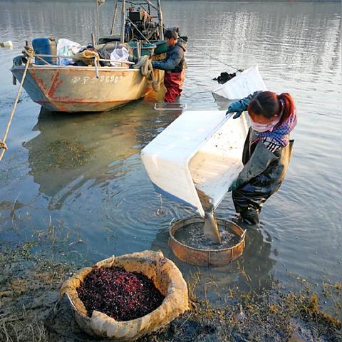 红虫最新市场行情分析，价格走势解析
