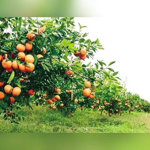 最新柑桔价格走势分析