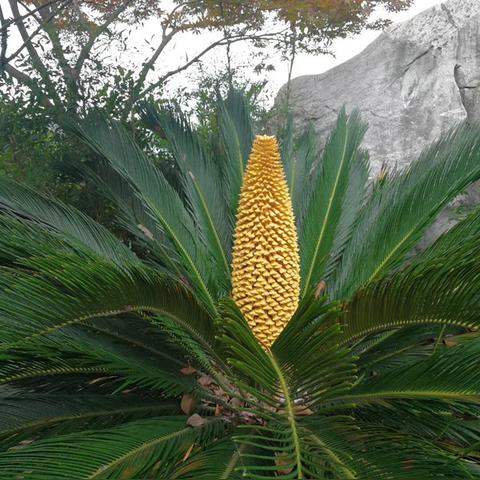 秋霞网最新网址揭秘与特色内容解析