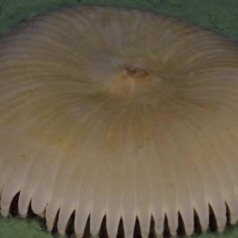 深海水族馆揭秘新物种，神秘鱼类最新发现！