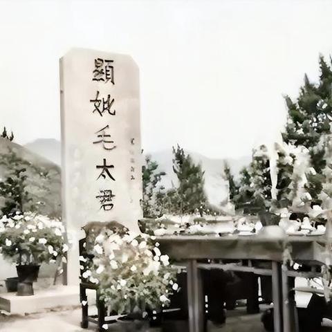 一夜弃妃最新更新揭秘，数字背后的故事揭晓