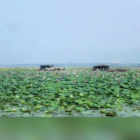 微山划归枣庄的最新进展深度报道