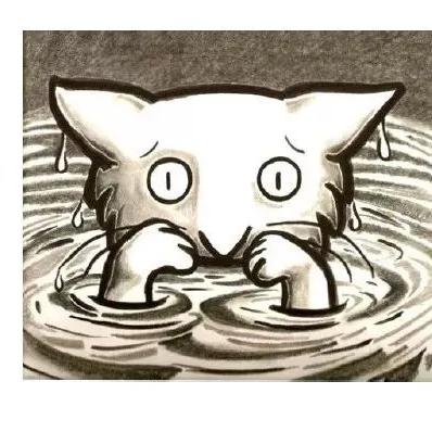 猫咪官网最新版，猫咪世界探索指南