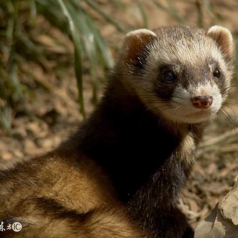 ＂白小姐中特期期准选一＂的：实地验证实施_艺术版7.93