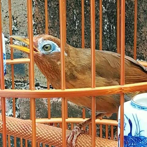 公画眉鸟独特叫声，20分钟体验美妙旋律