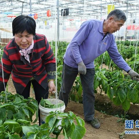 莱西最新一周招聘全解析