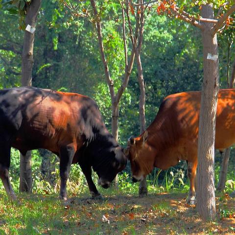 斗牛牛软件最新版体验报告，功能升级大解析