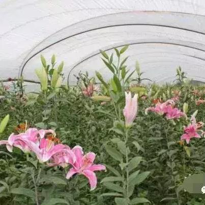 渝昆高铁会泽站最新进展消息速递