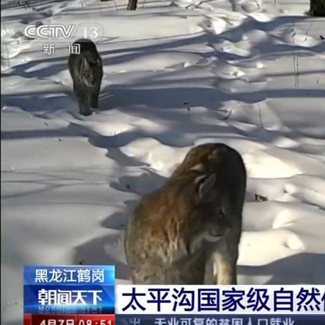 黑龙江巡视组最新消息深度解读