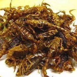 最新蝎子捕捉技巧全解析