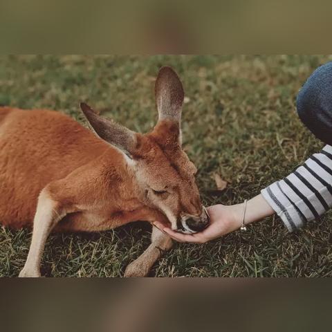 电脑最新主题，科技与自然的完美融合