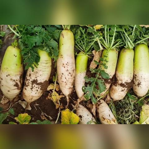 最新谷子覆膜机技术，农业生产效率提升的关键视频展示