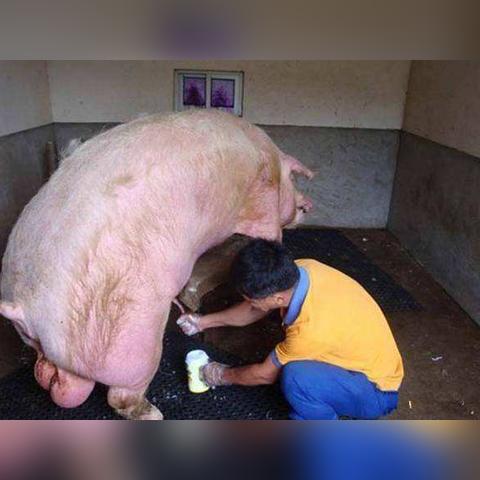 最新采精架，科技育种效率的新里程碑