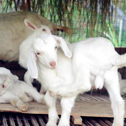 绒山羊最新价格走势及分析