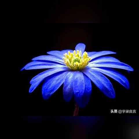 最新伤心感言，生活的真实情感表达