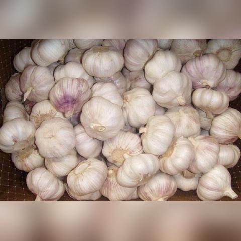 杞县生猪价格实时分析，最新行情动态