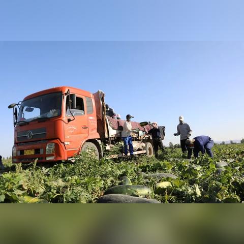 湖南南瓜行情最新动态分析