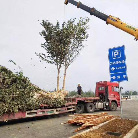 巨紫荆最新报价与市场趋势分析