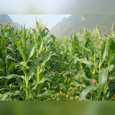 最新芽豆市场行情分析及价格走势预测