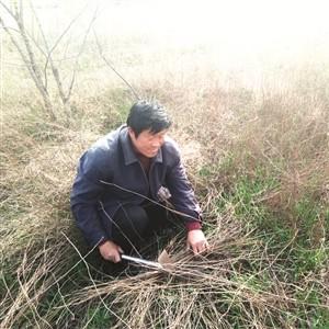 黄芩最新价格动态，查询及分析指南