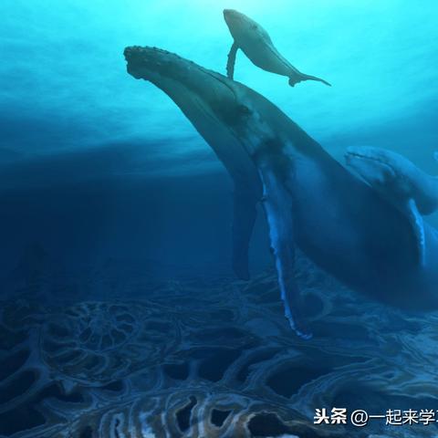 最新夫妻磁力链接，揭秘现代婚姻的数字奥秘