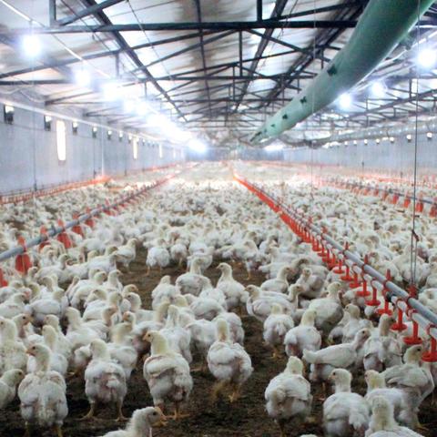 最新肉鸡价格走势预测分析