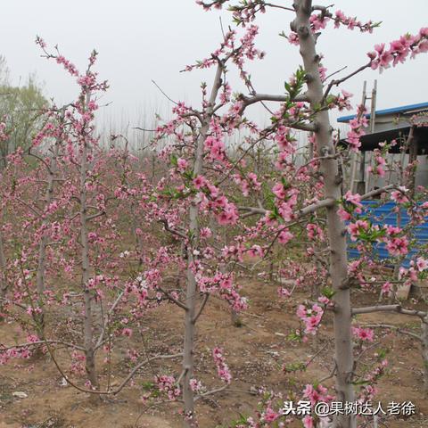 突围桃子最新价格走势分析