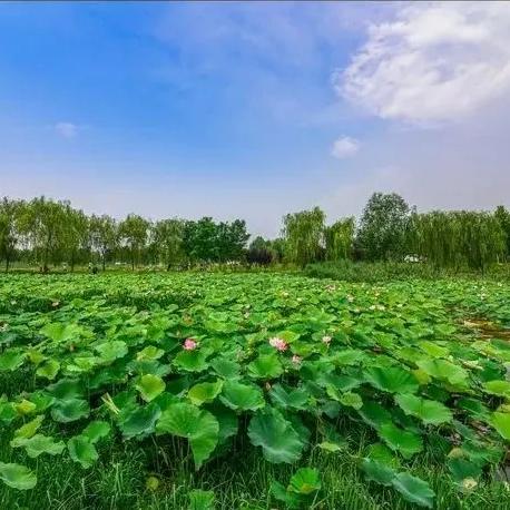 菏泽城北规划揭秘，塑造未来城市新面貌
