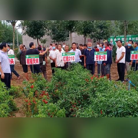 天宇辣椒最新行情解析及价格走势预测