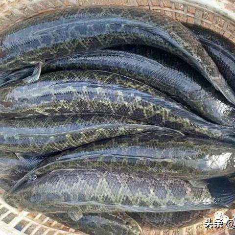 广东黑鱼行情最新动态分析