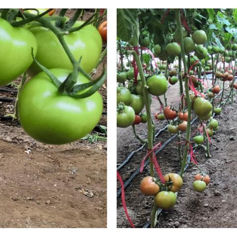 番茄点花药技术革新与应用探索