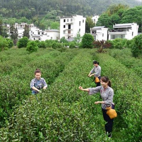 茶叶扦插技术最新进展,高效繁育茶树苗方法